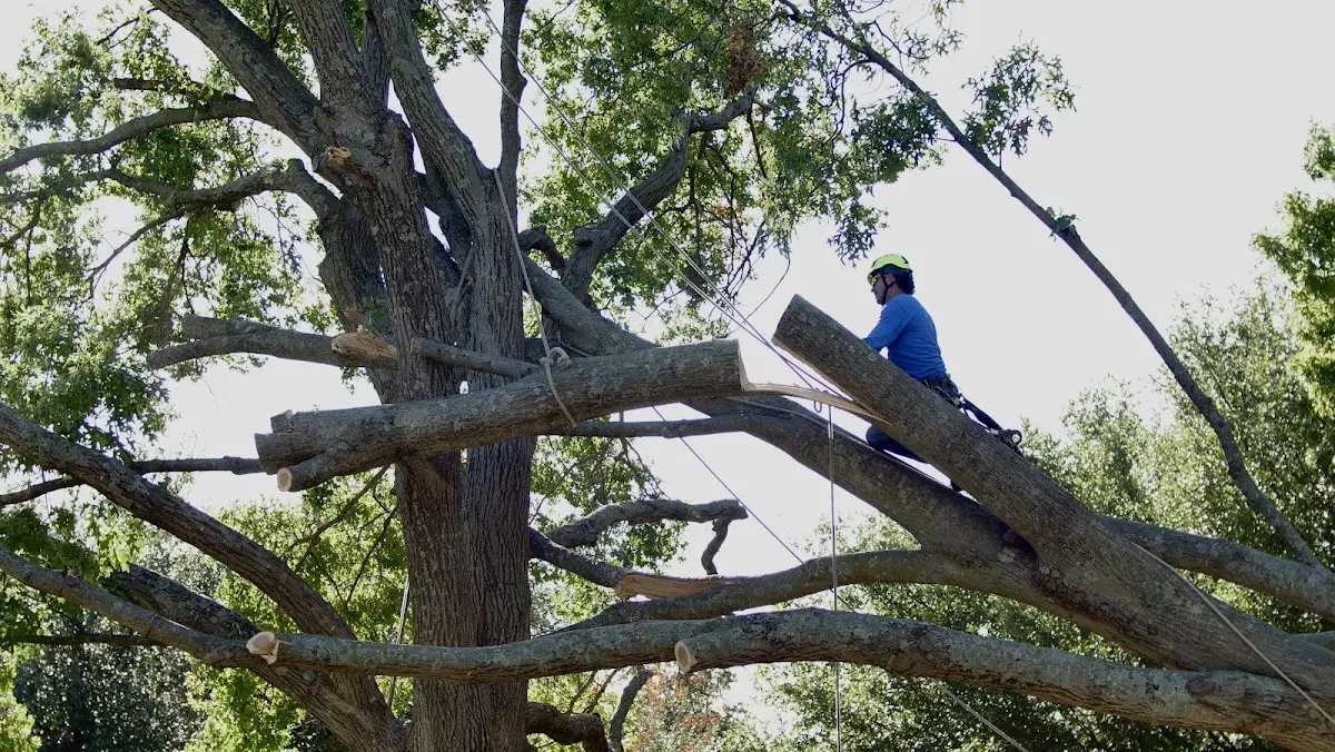 Professional Crown Thinning performed by certified arborists in New Vernon